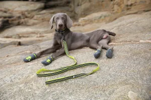 Mesh Padded Dog Leash – Comfort, Safety & Durability for Every Walk